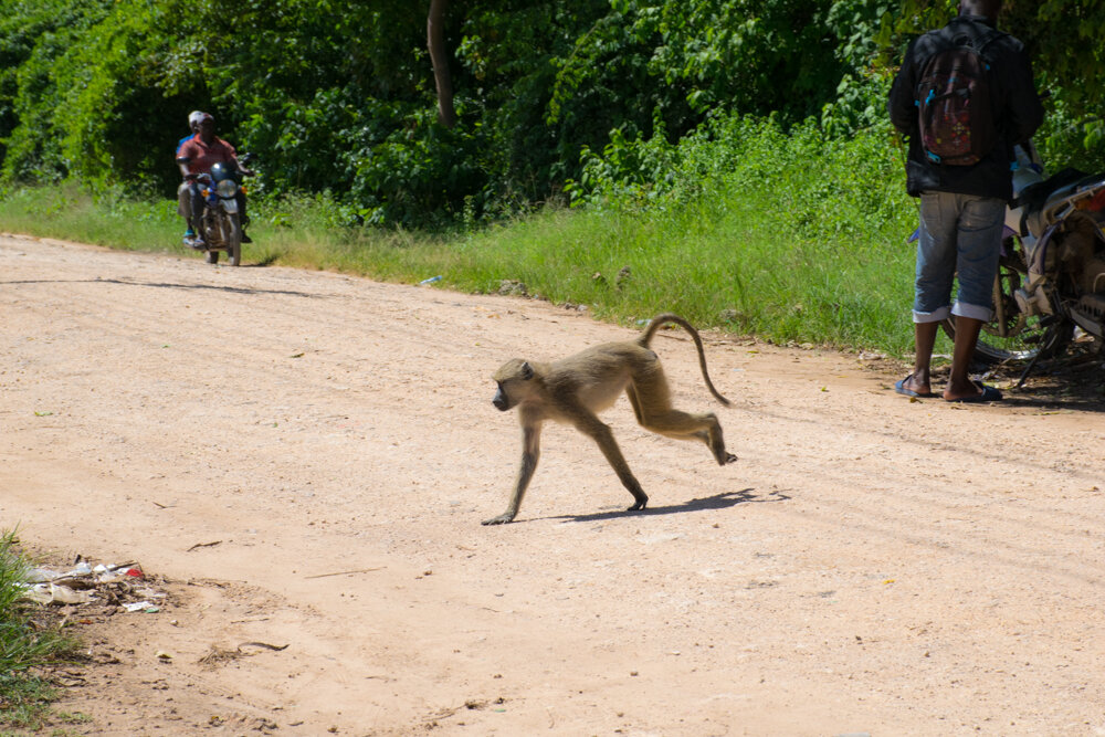  baboon crossing the road 