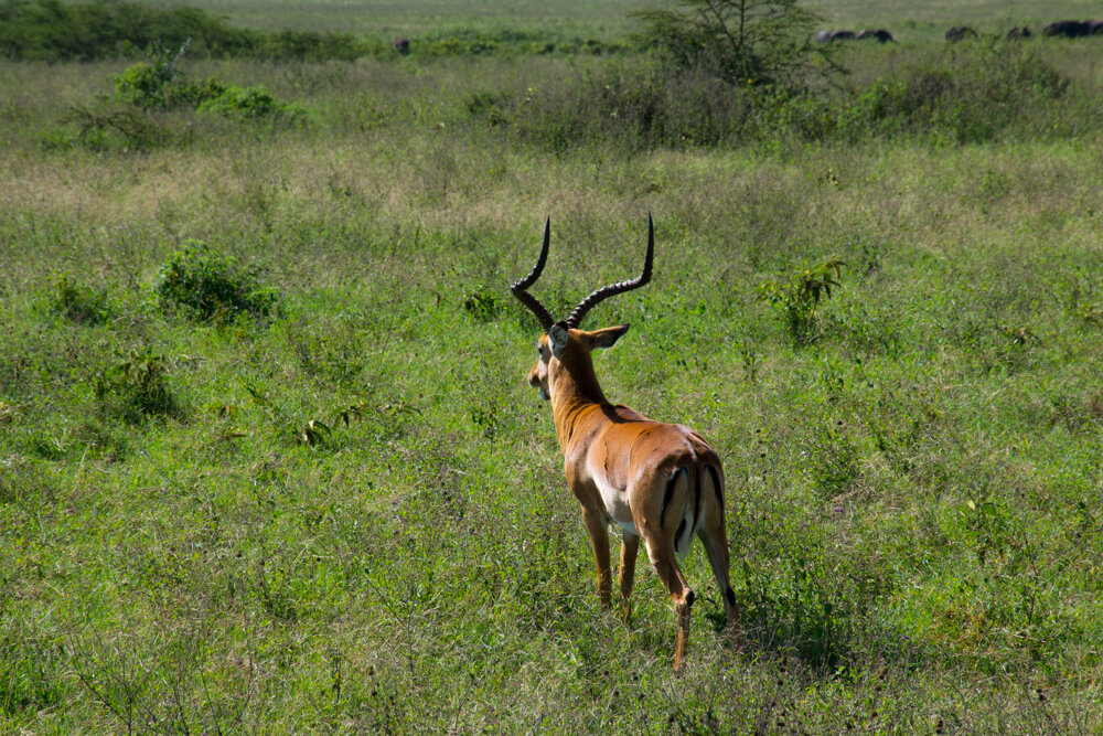  thoughtful Impala 