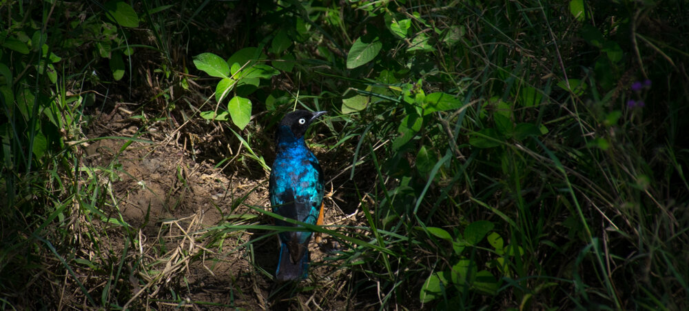  Superb starling pre-flight 