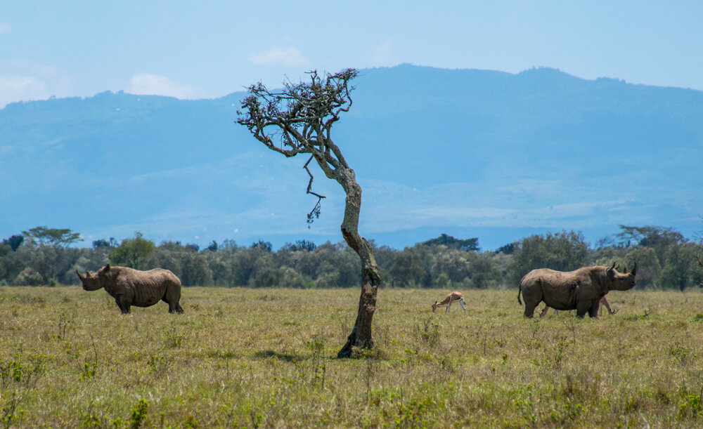  black rhinos being passive aggressive with each other 