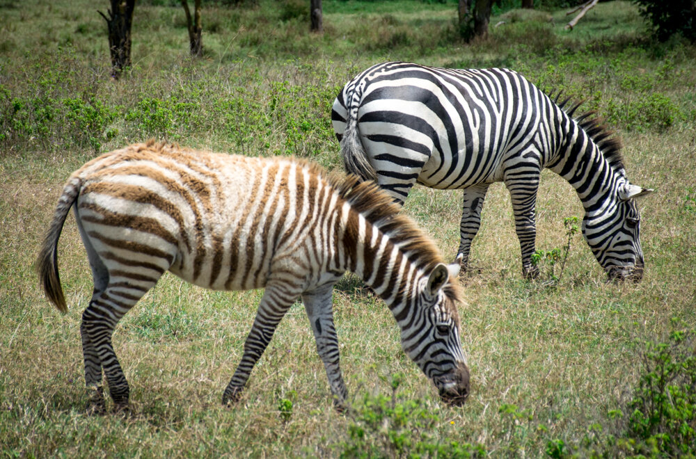  Fun fact: young zebras are yellow-ish! 