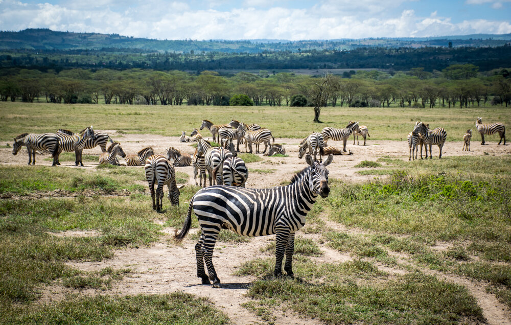  bunch of zebras 