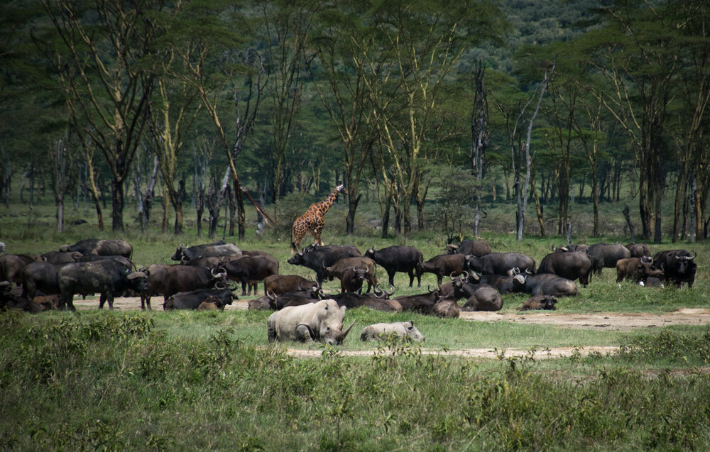  Rothschilds’ giraffe, water buffalo, white rhino mama and baby 