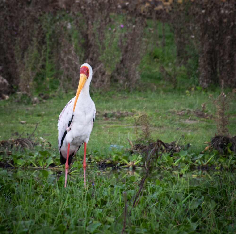  white billed stork 