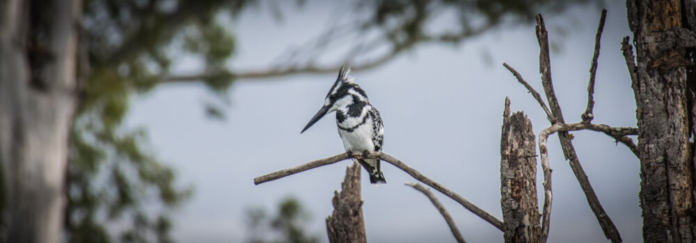  Pied kingfisher 