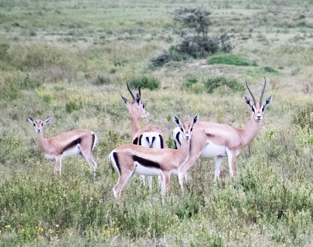  This photo of grand gazelles looks like it could be a painting for a Led Zeppelin album cover. 