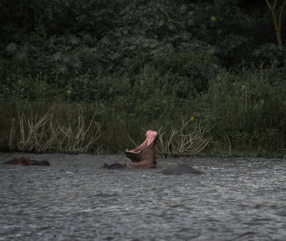 Hippos are mainly nocturnal feeders and do a lot of intimidating yawning during the daytime 