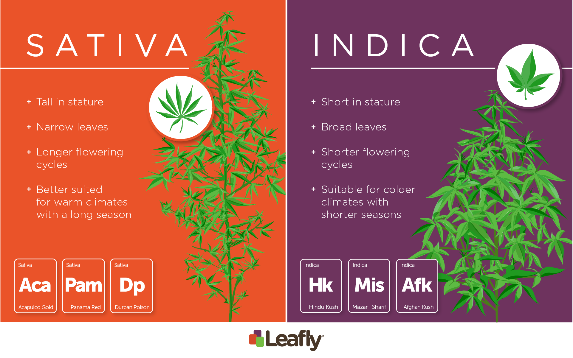 Sativa And Indica Chart