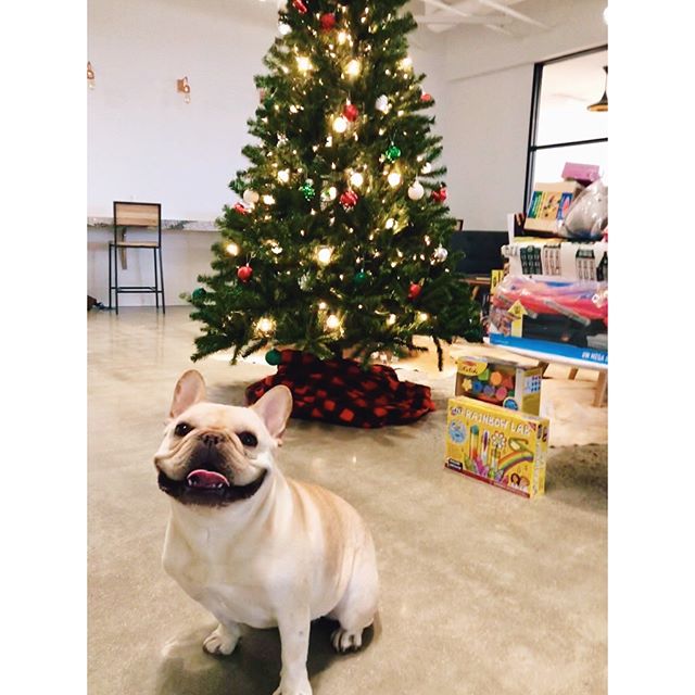 Our little elf is helping with the toy drive. .
.
.
.
.
.
.
#storyblocks #hq #work #happy #tech #dog #dogs #weheartdata #communicatefearlessly #dishwasher #communitywins #noego #friday #storygrams #blockhead #holiday #dogsofinsta #christmas #fun #hol
