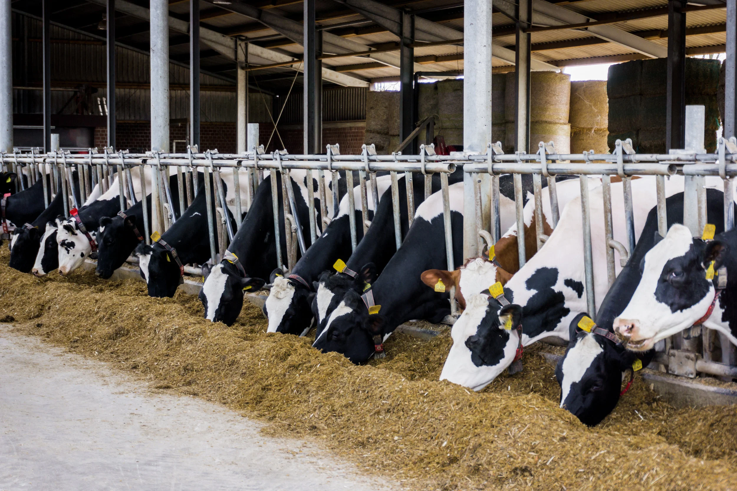 cows-in-a-farm-dairy-cows-PD6AR36.jpg