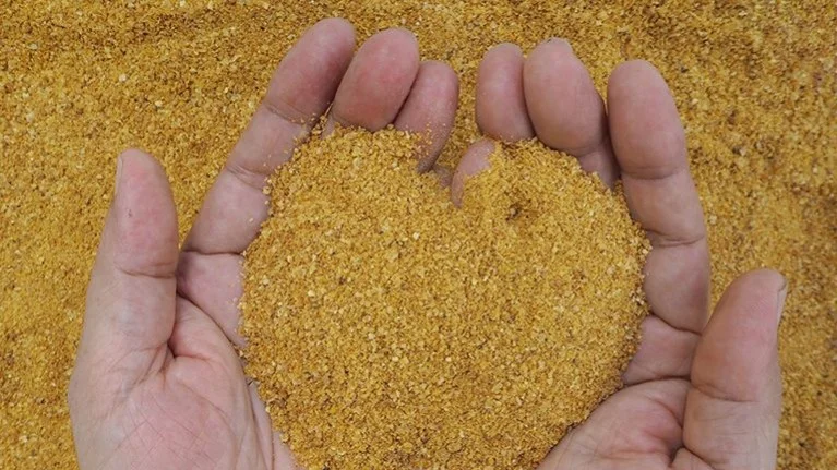 corn-maize-cob-PYCT8Q8.jpg
