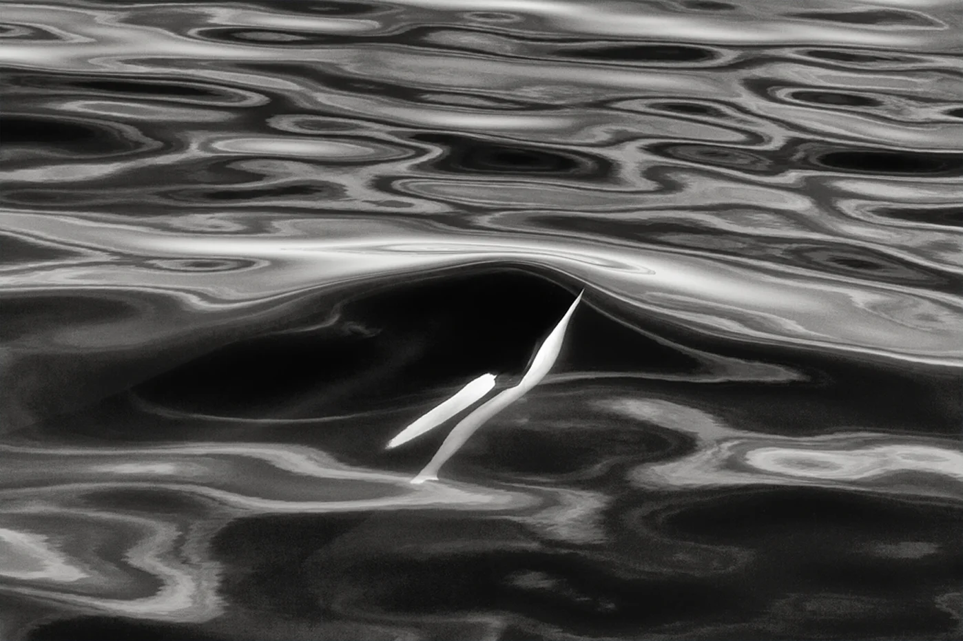 1-A-killer-whale-in-silky-sea.jpg