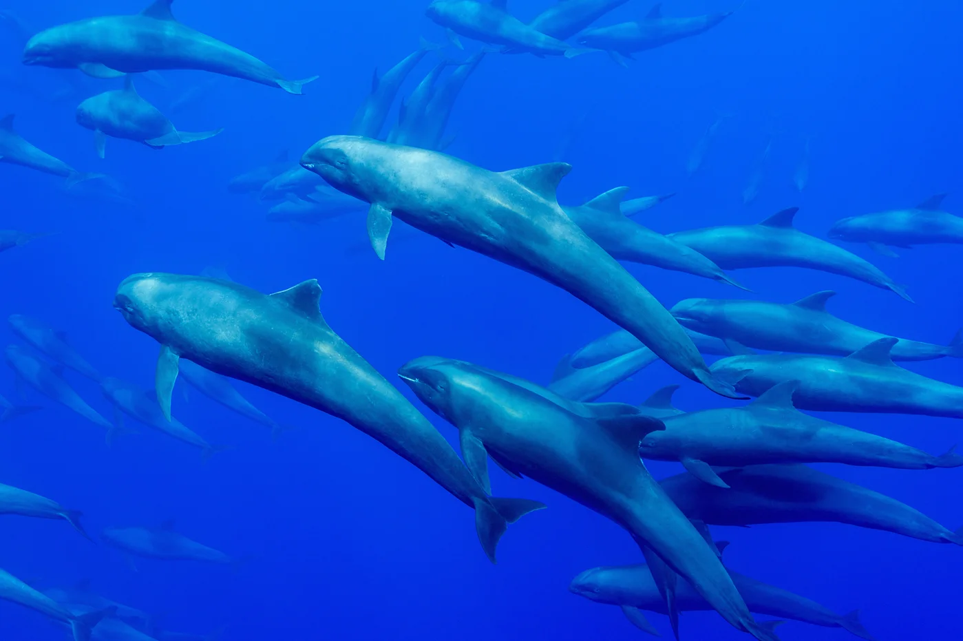 2-Melon-headed-whales.jpg