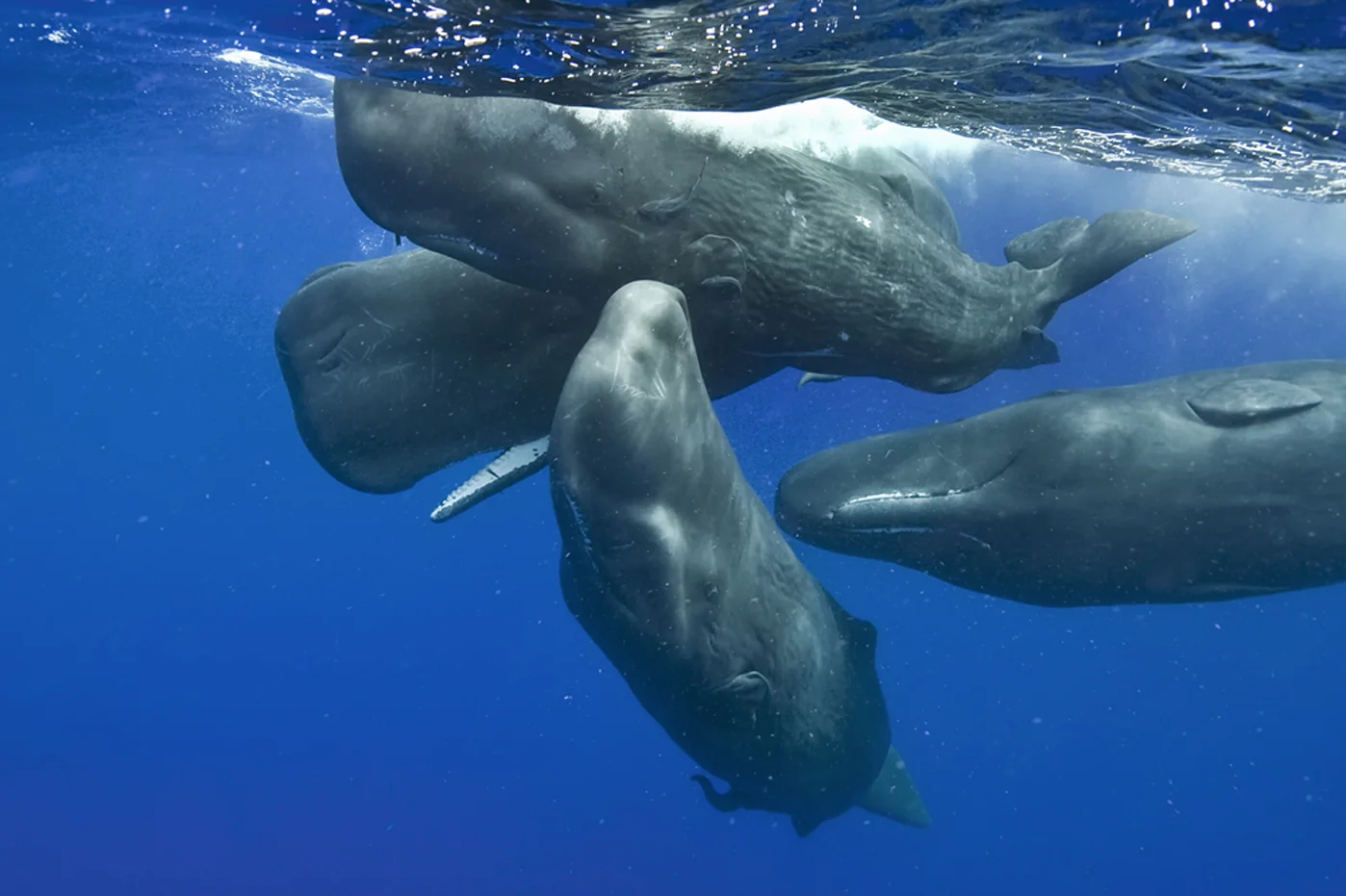 4-Young-sperm-whales-socialising.jpg