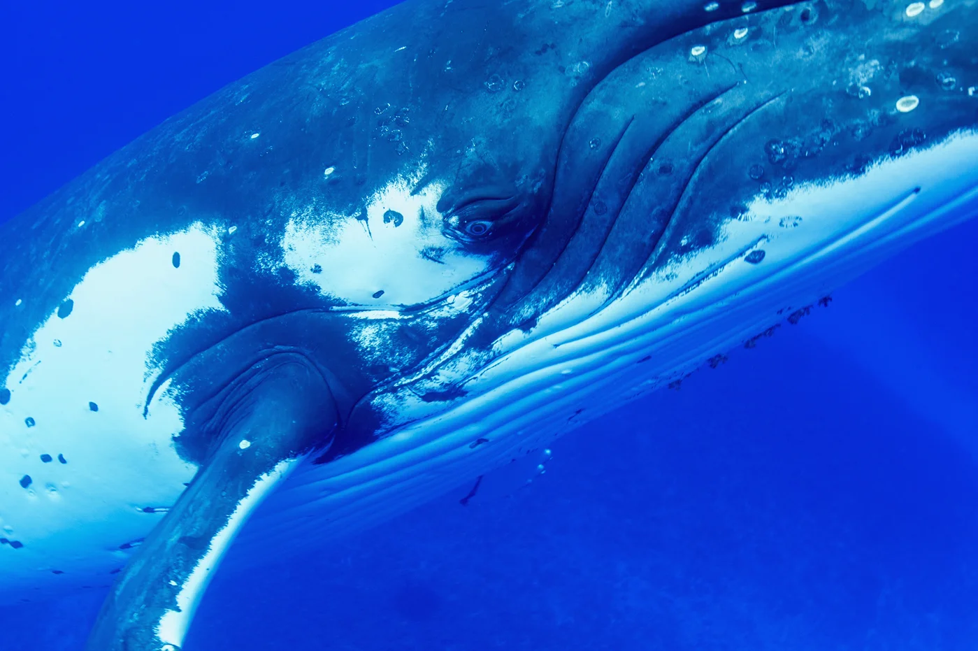 6-The-eye-of-a-humpback-whale.jpg
