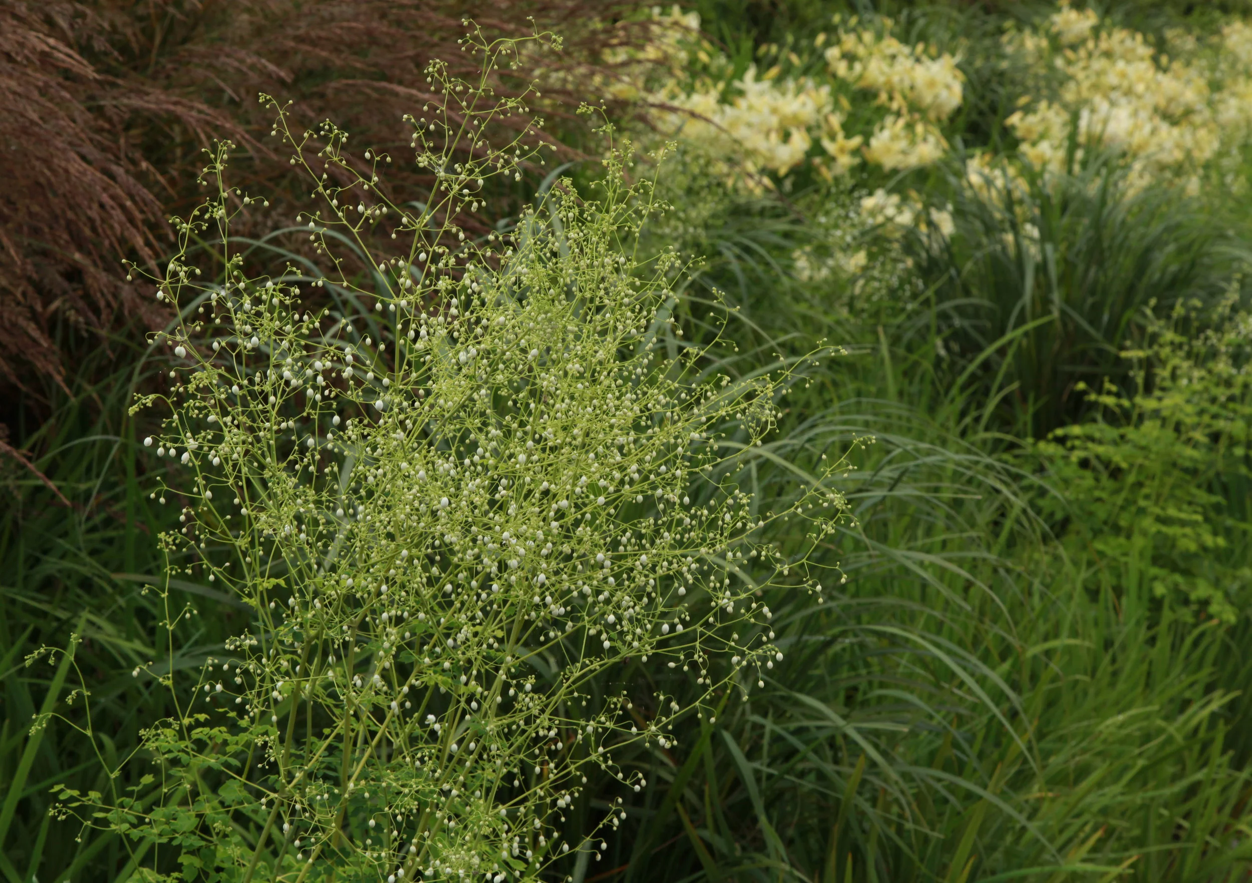 SPL_04_OlympicGardens_Asia_London.jpg