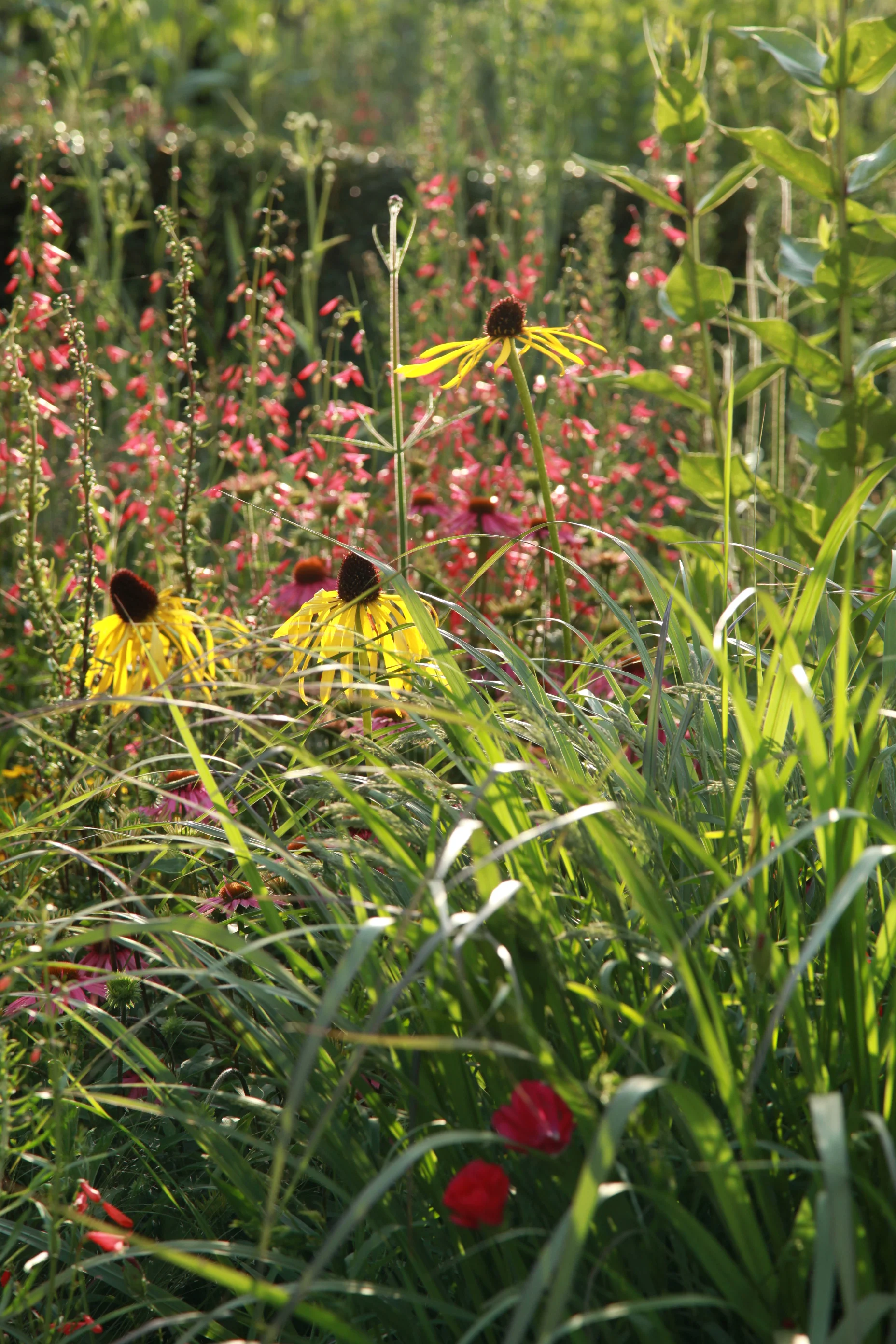 SPL_02_OlympicGardens_NorthAmerica_London.jpg