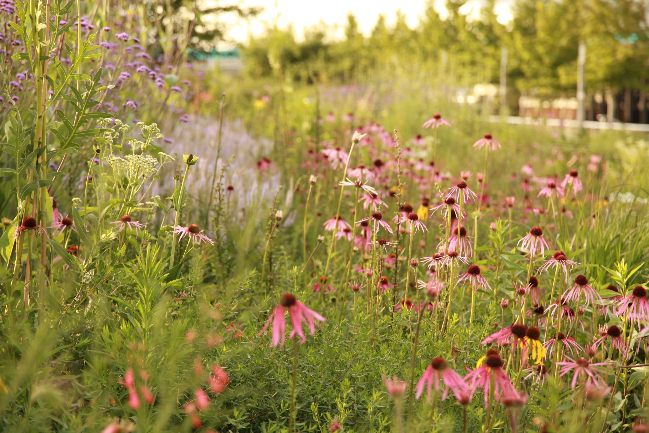 SPL_04_OlympicGardens_NorthAmerica_London.jpg