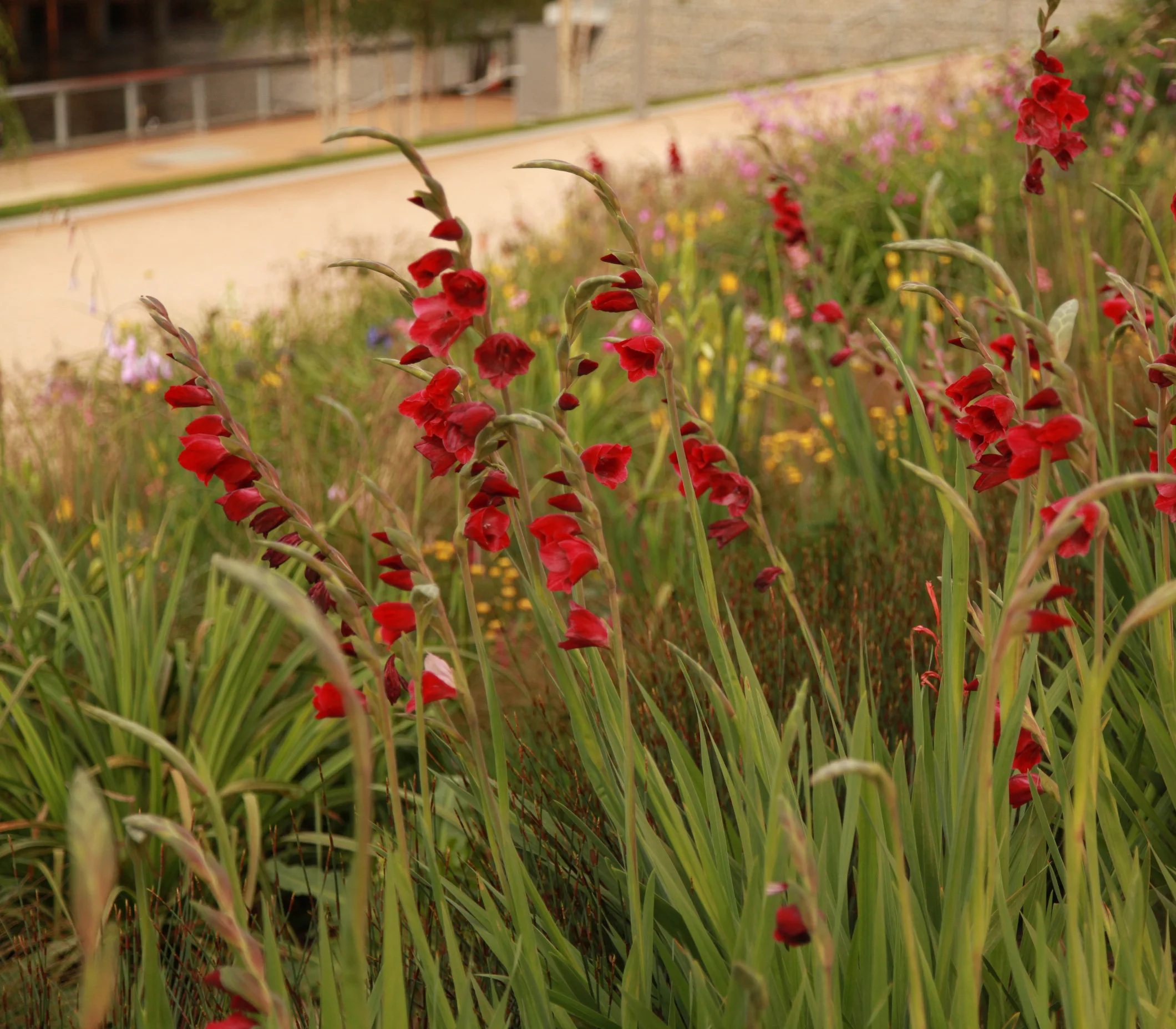 SPL_02_OlympicGardens_SouthernHemisphere_London.jpg