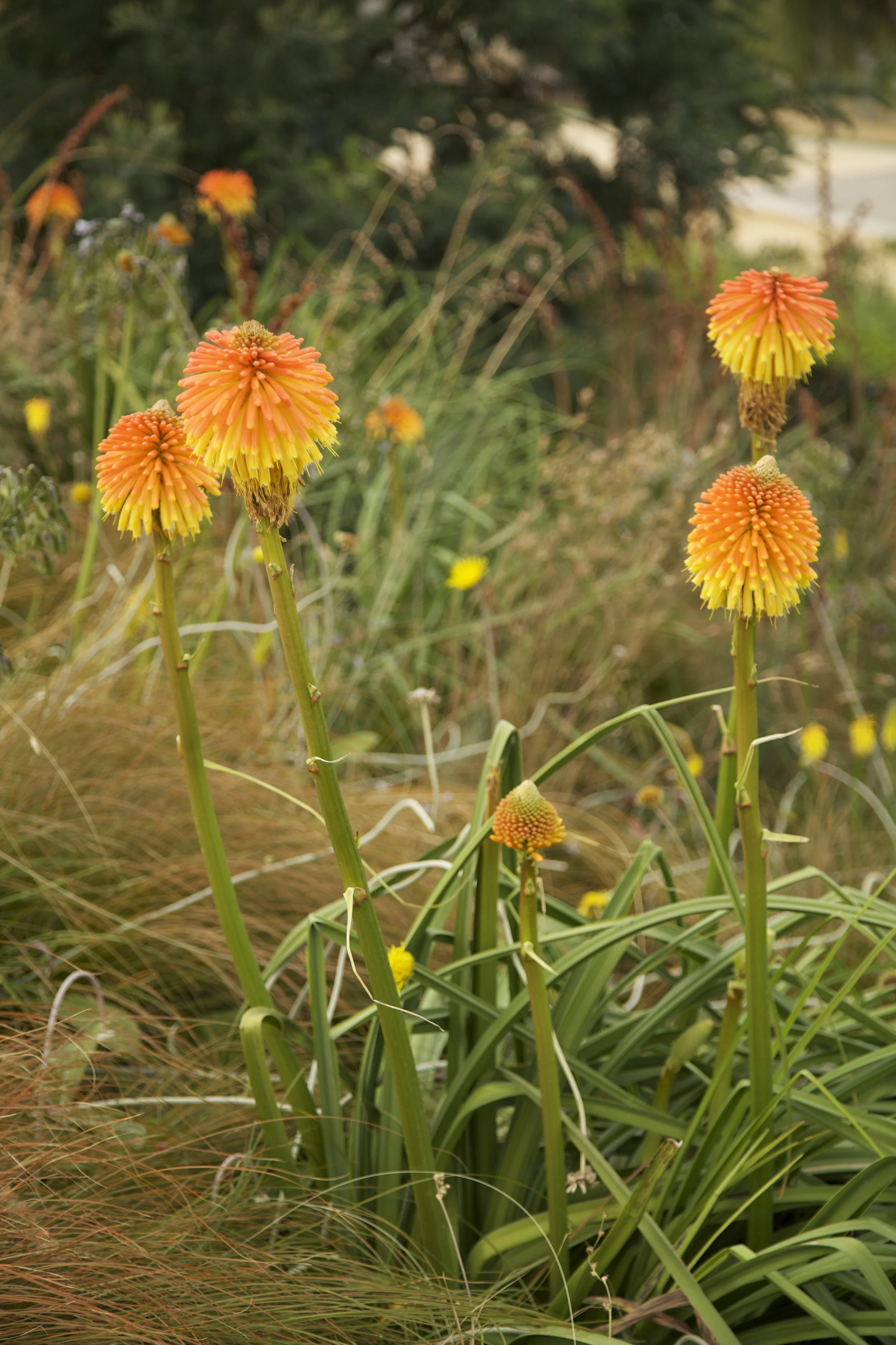 SPL_05_OlympicGardens_SouthernHemisphere_London.jpg