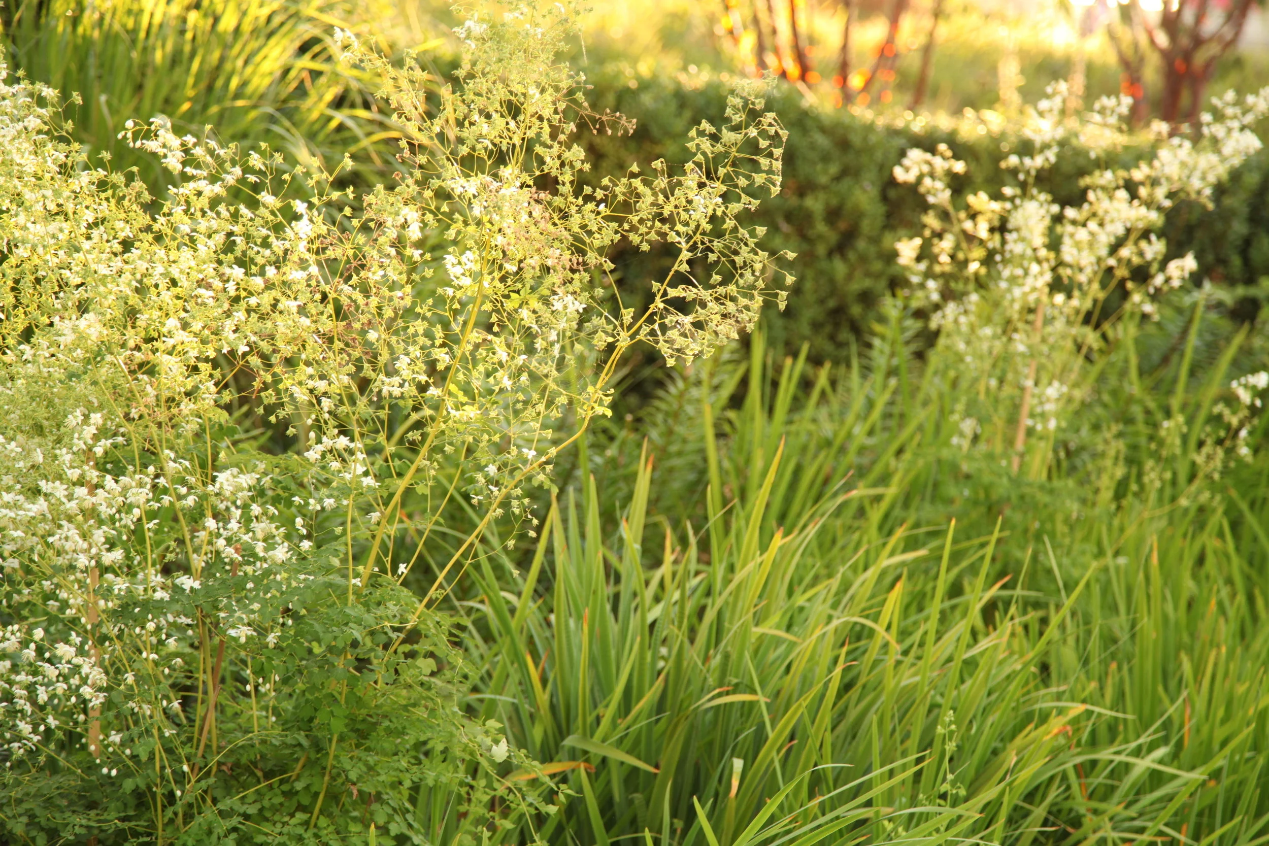 SPL_03_OlympicGardens_Asia_London.jpg
