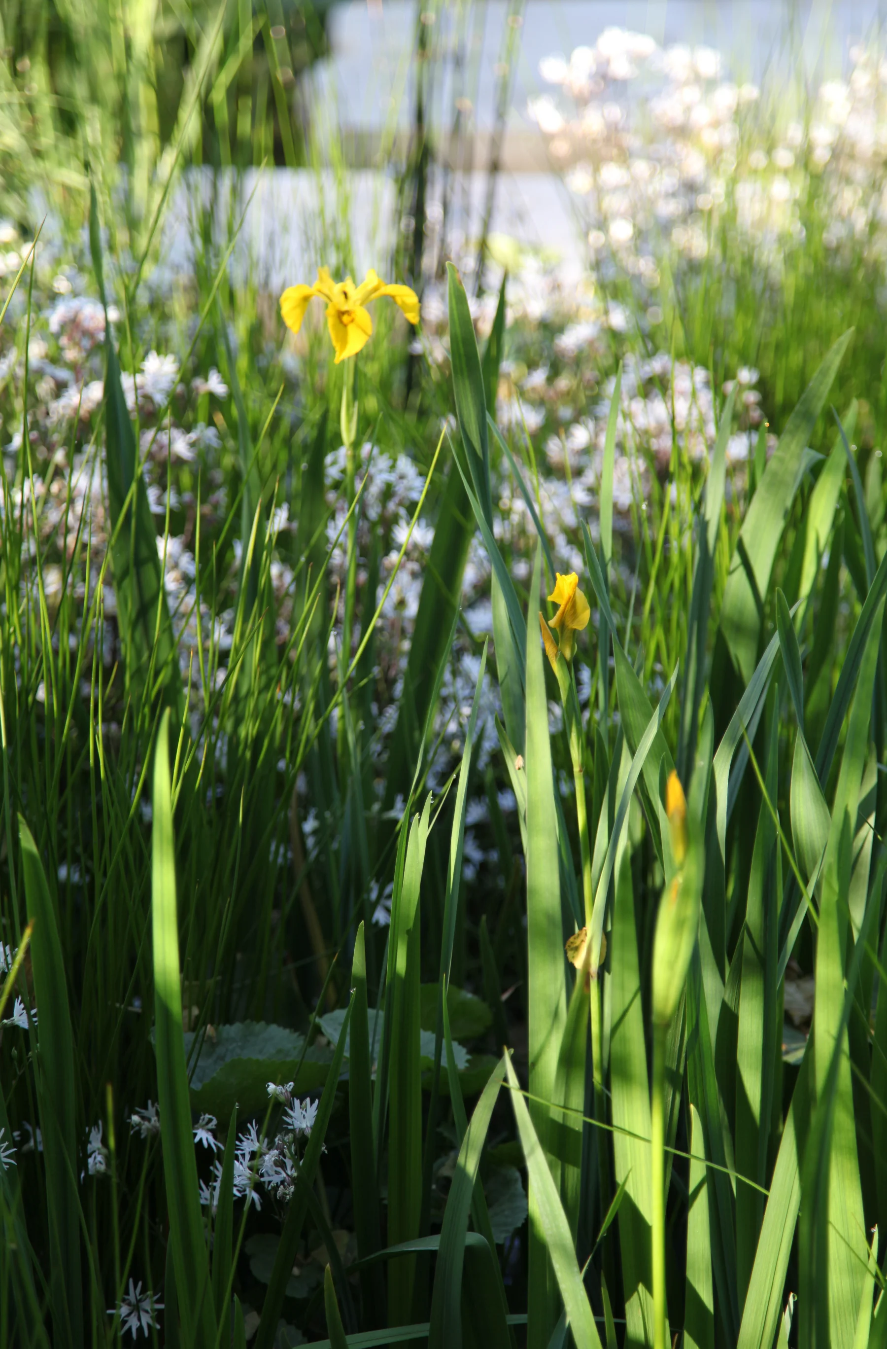 SPL_06_RHSChelsea2012.jpg