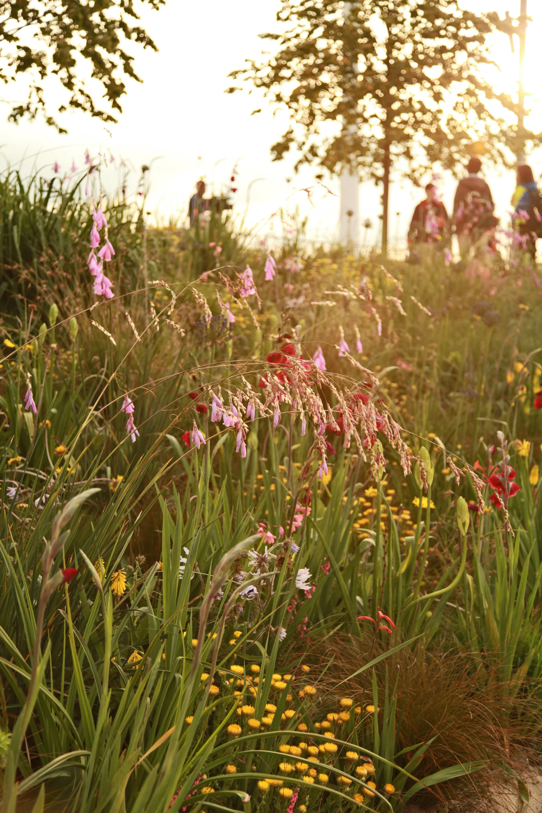 SPL_11_OlympicGardens_SouthernHemisphere_London.jpg