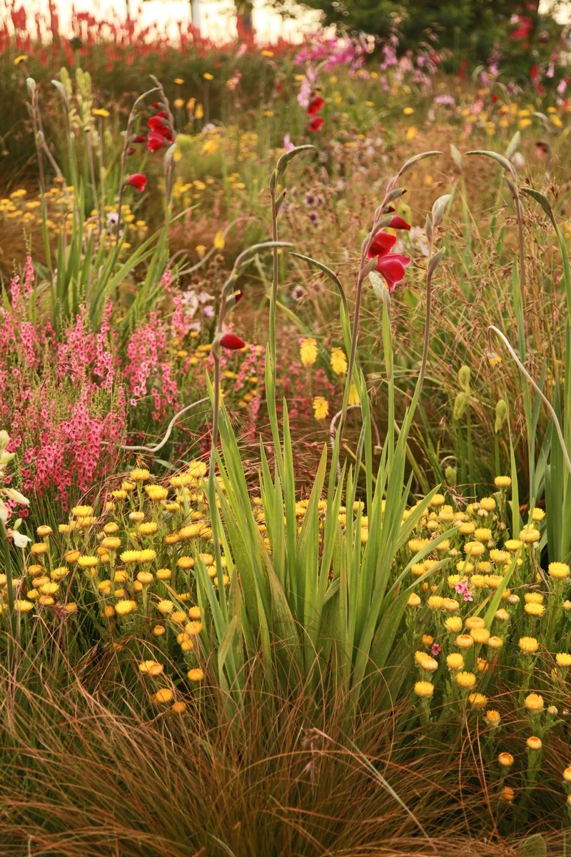 SPL_09_OlympicGardens_SouthernHemisphere_London.jpg