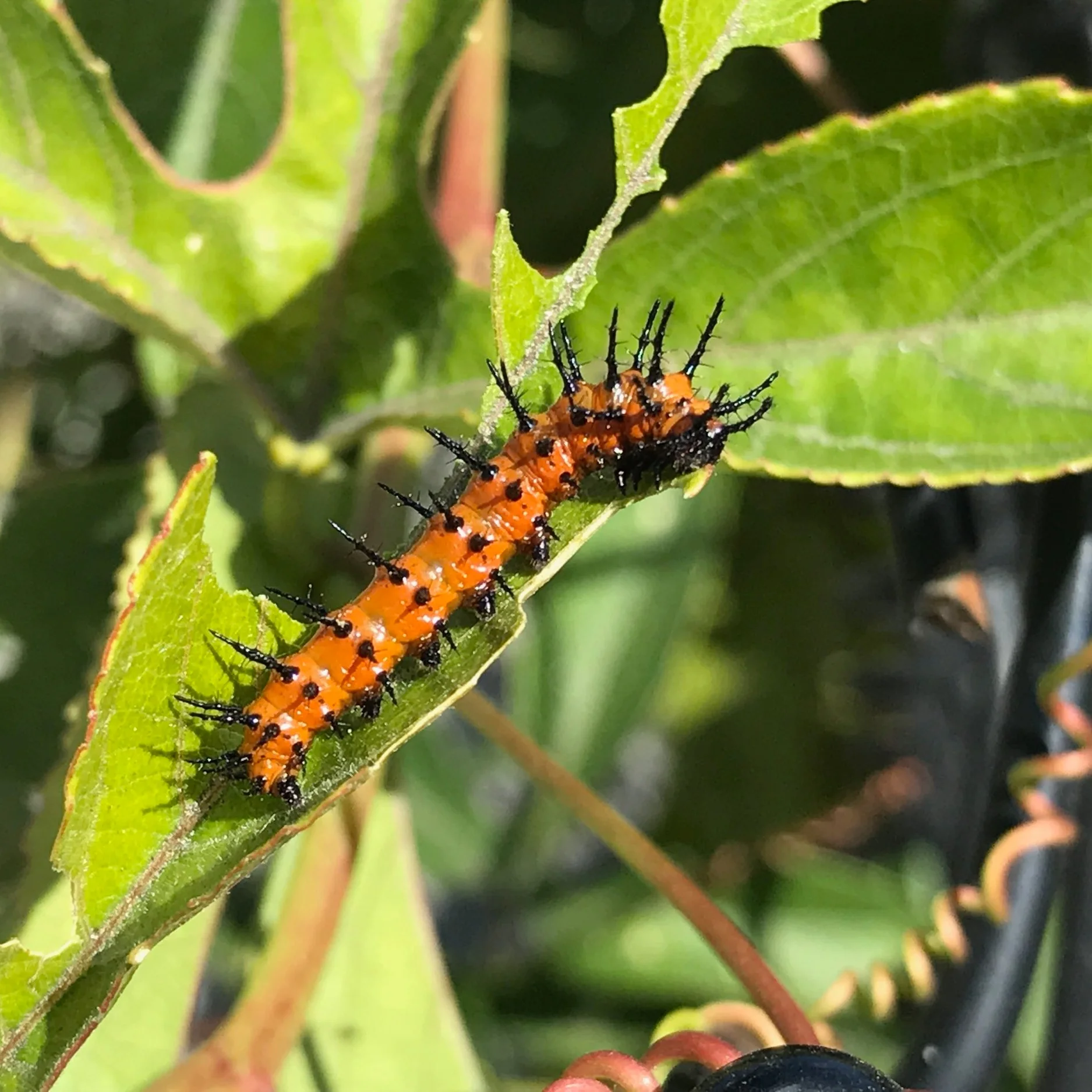 Frittilary Caterpillar.jpg