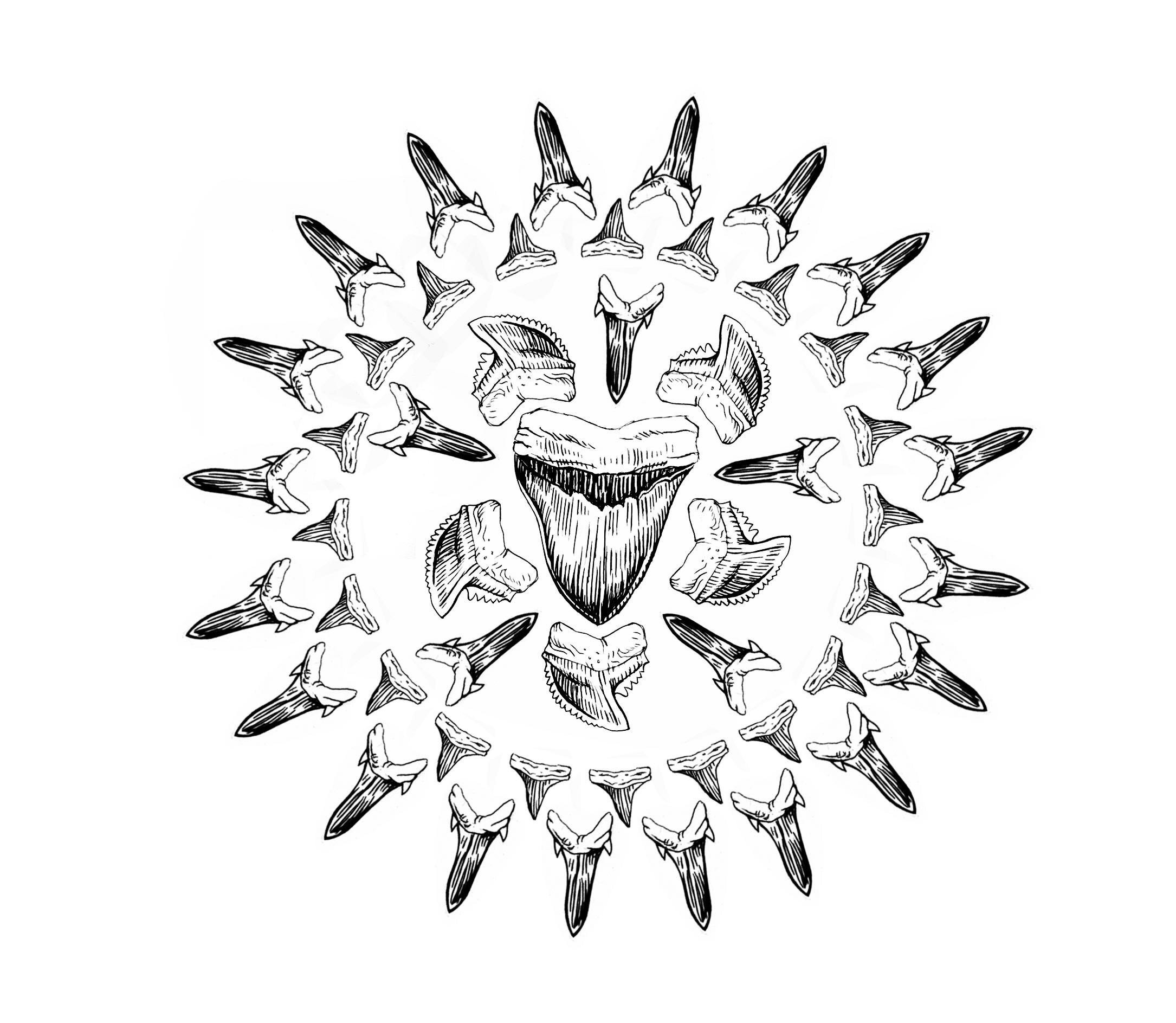  A ballpoint pen drawing of various shark teeth that was scanned and manipulated in Photoshop to create a mandala pattern.   ©KerryChristman 2017  
