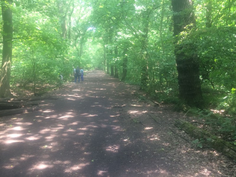 Lower Oxleas Wood