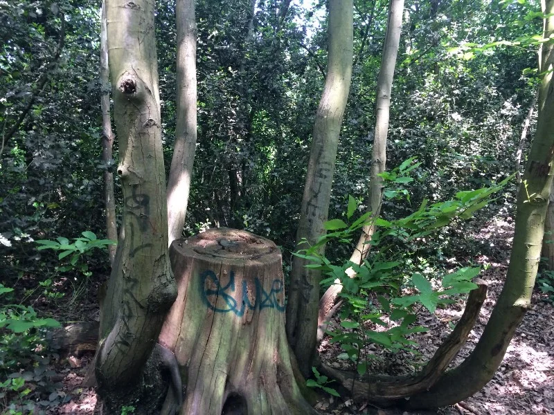 Where the trees have yo names.