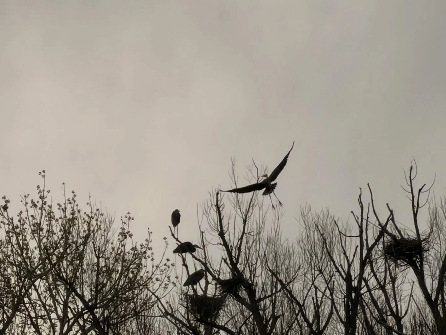 #herons at #waldenponds in #boulder #colorado