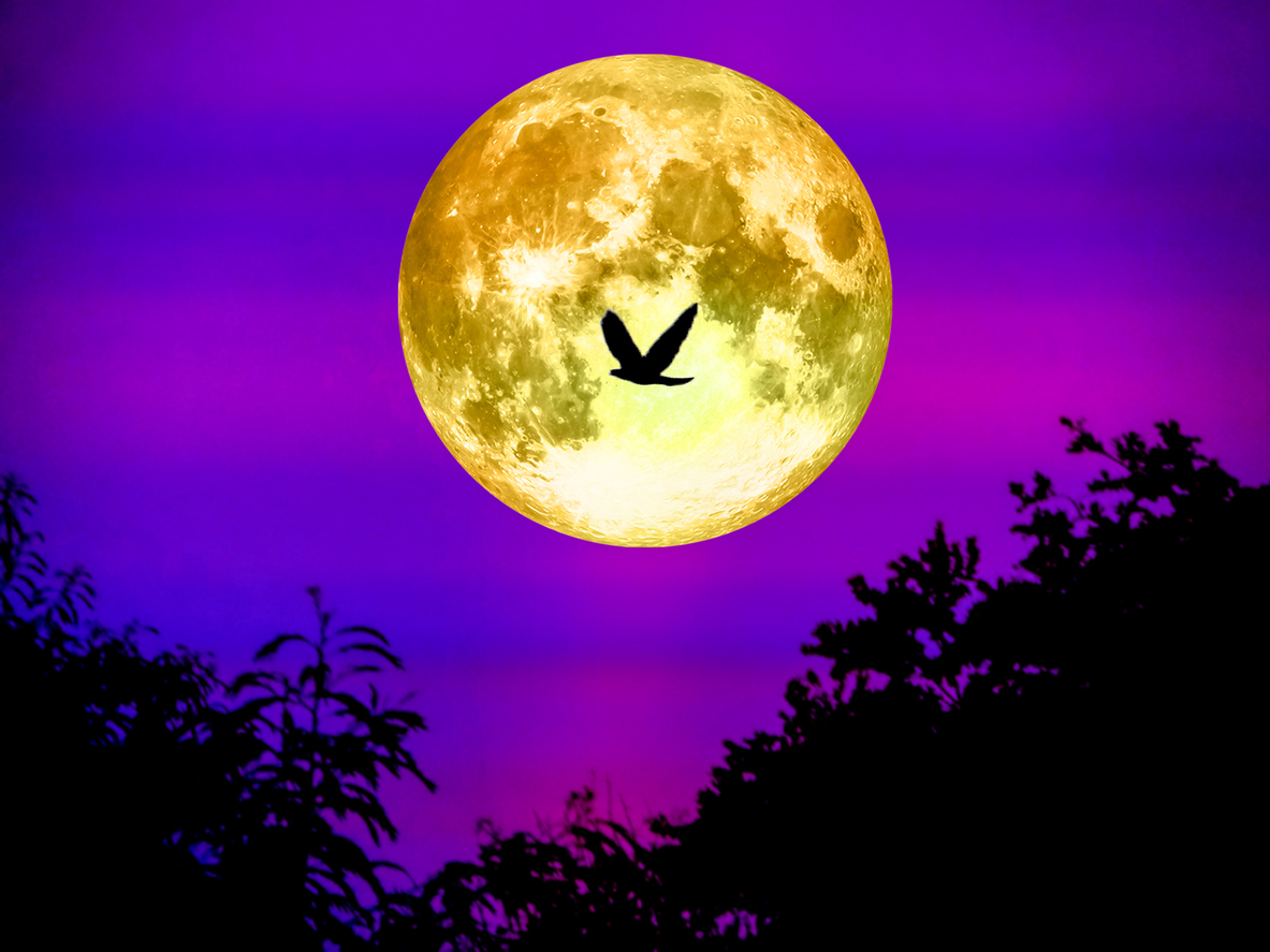 full-moon-oct-852463938.jpg