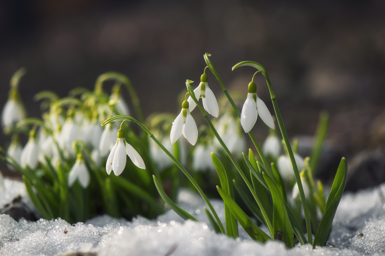 snowdrops-510479542.jpg