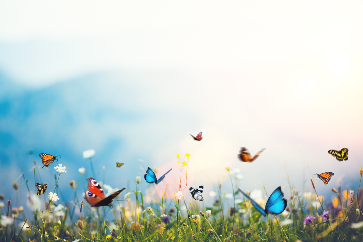 butterfiles-641101106.jpg