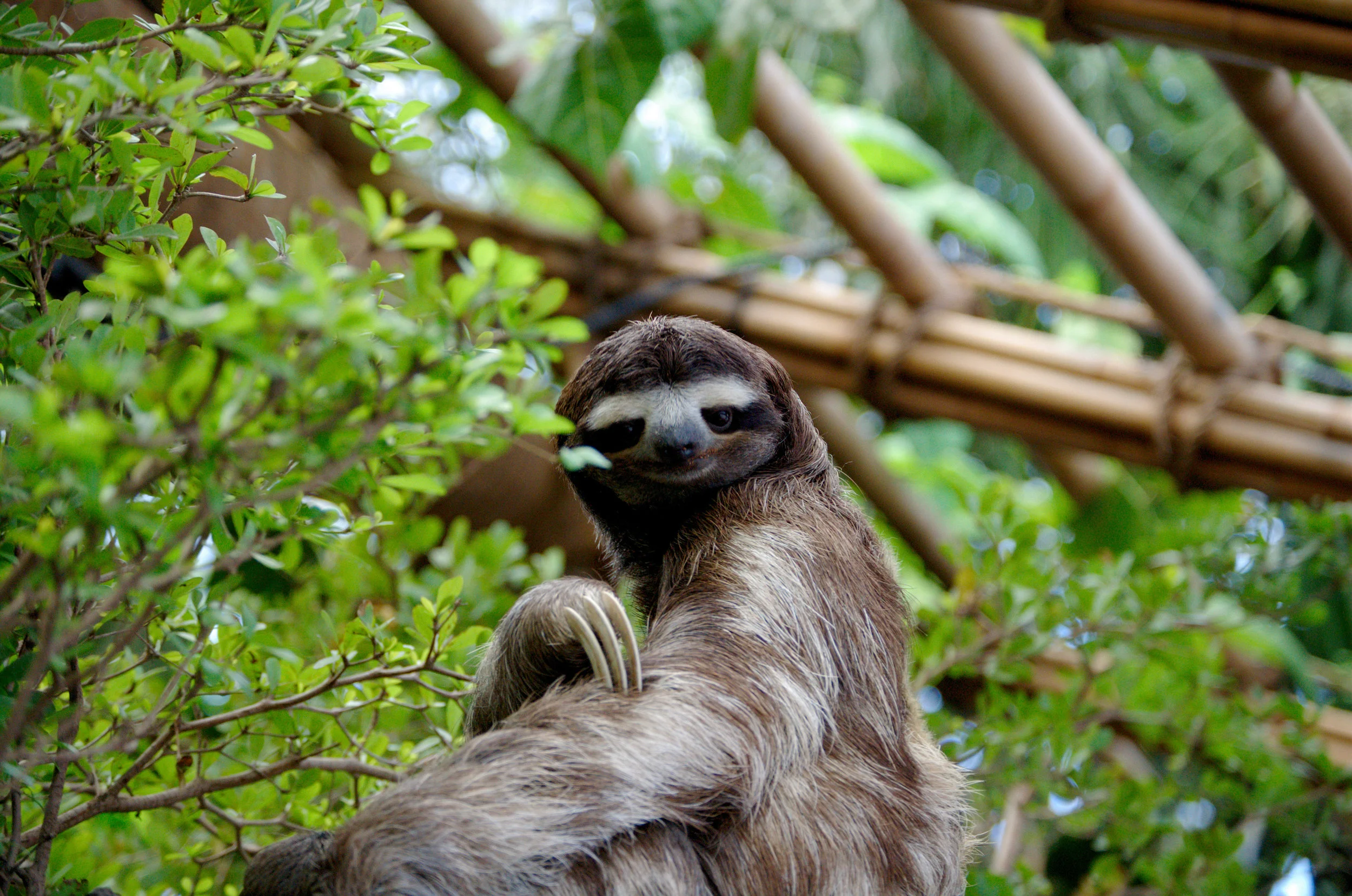 SlothDWA.jpg