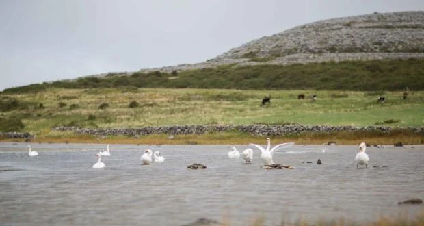 Reflecting on Postscript by Seamus Heaney and Leaving Tulsa by Jennifer Foerster