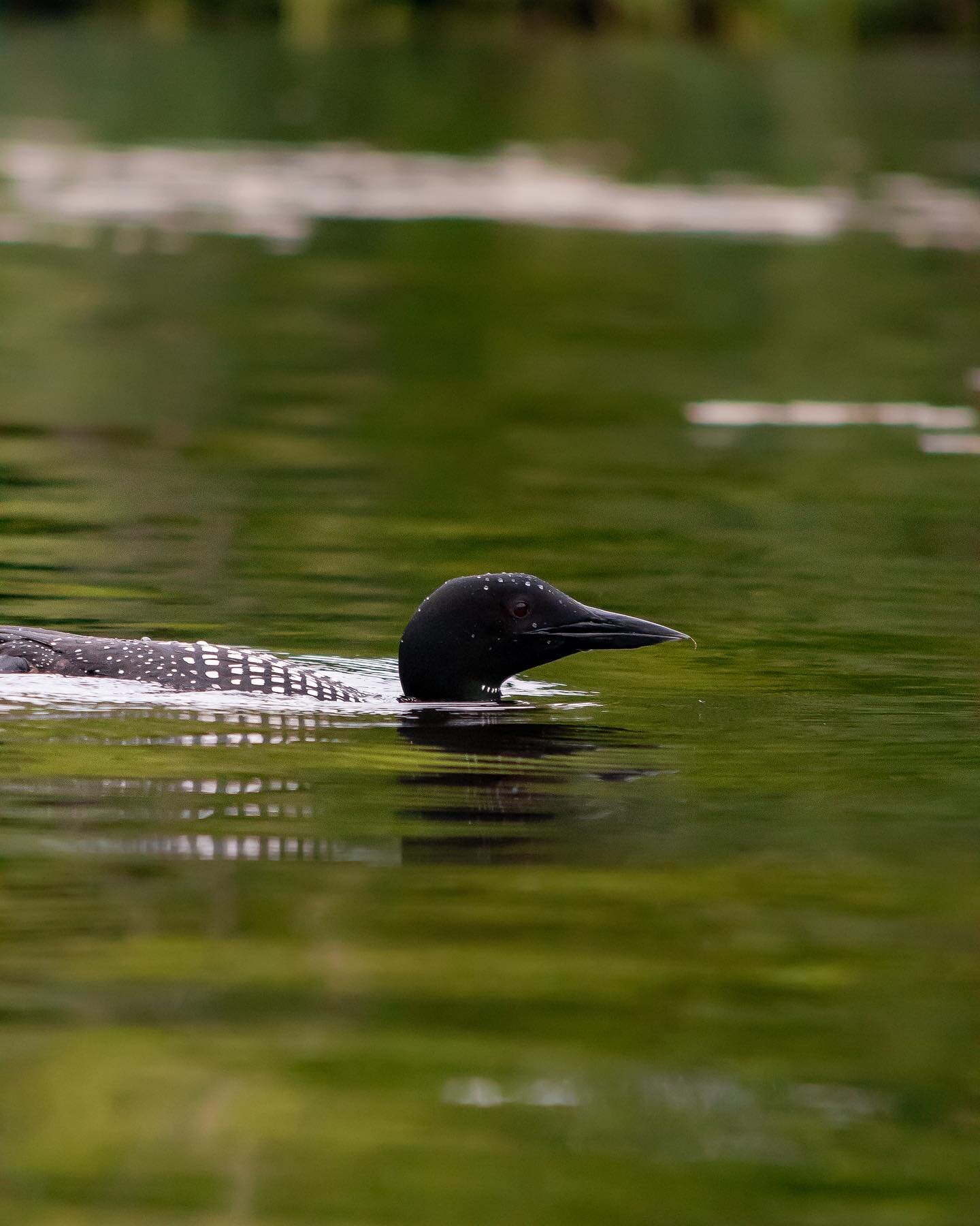 We got to see the loons last night while kayaking around the lake. We suspected they might have a nest close by so we kept our distance. One of them followed us for a little while, long enough to get a few shots. #visitmaine #newengland #commonloon #