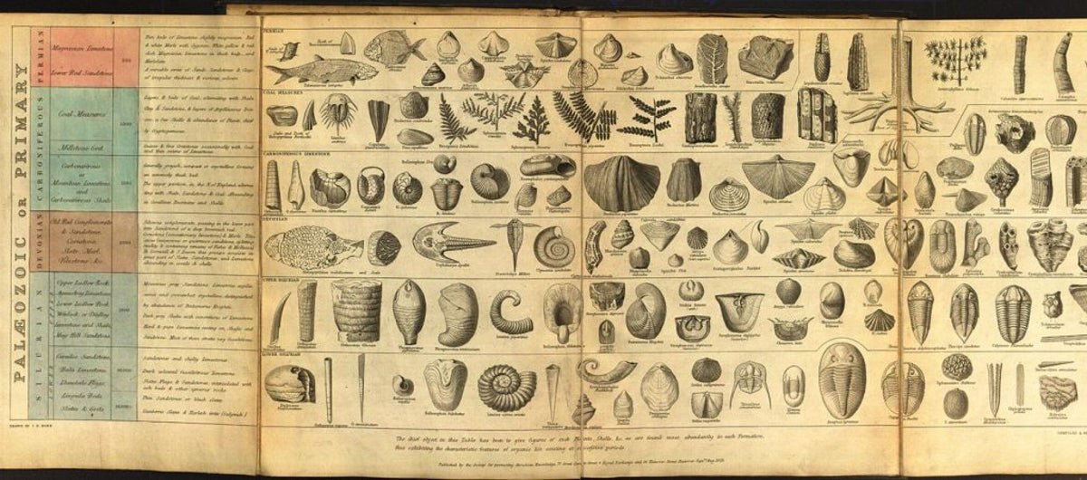 From  Origin of the Species,  1859
