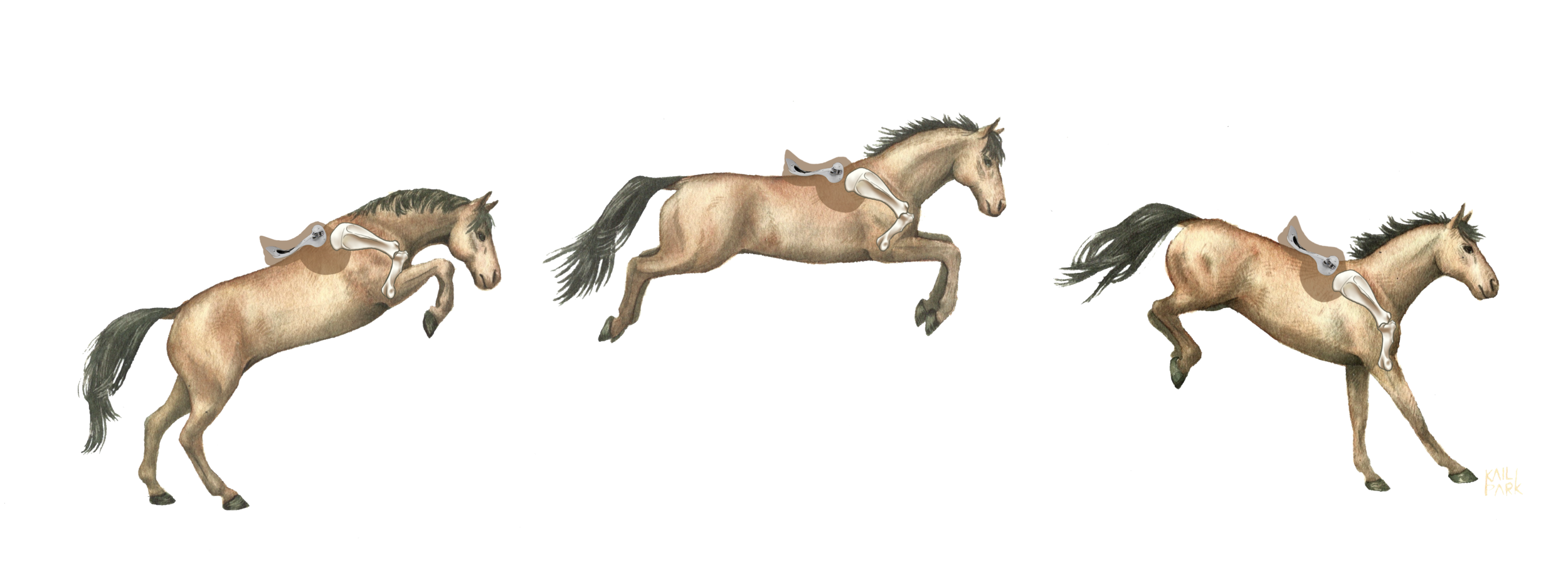 StrideFree Saddle