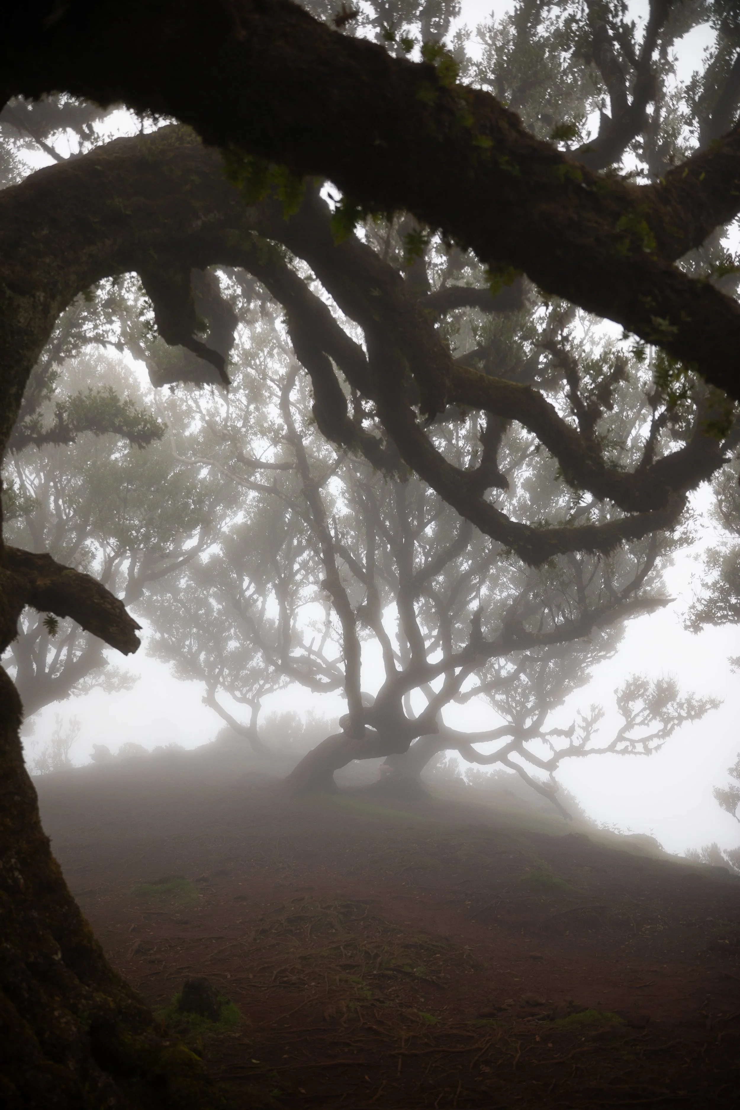 foggy Fanal Forest in Madeira