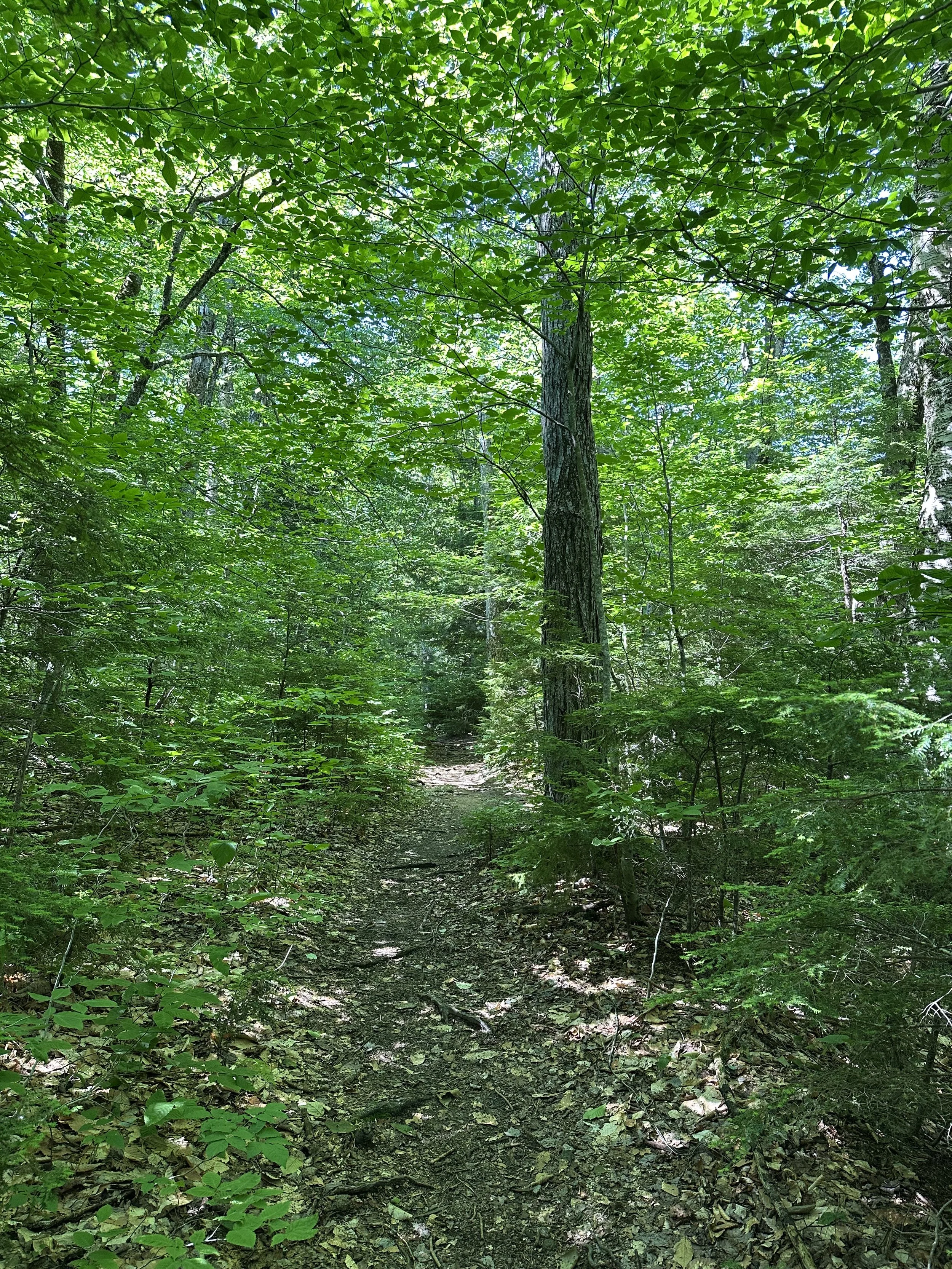 beginning of attitash trail
