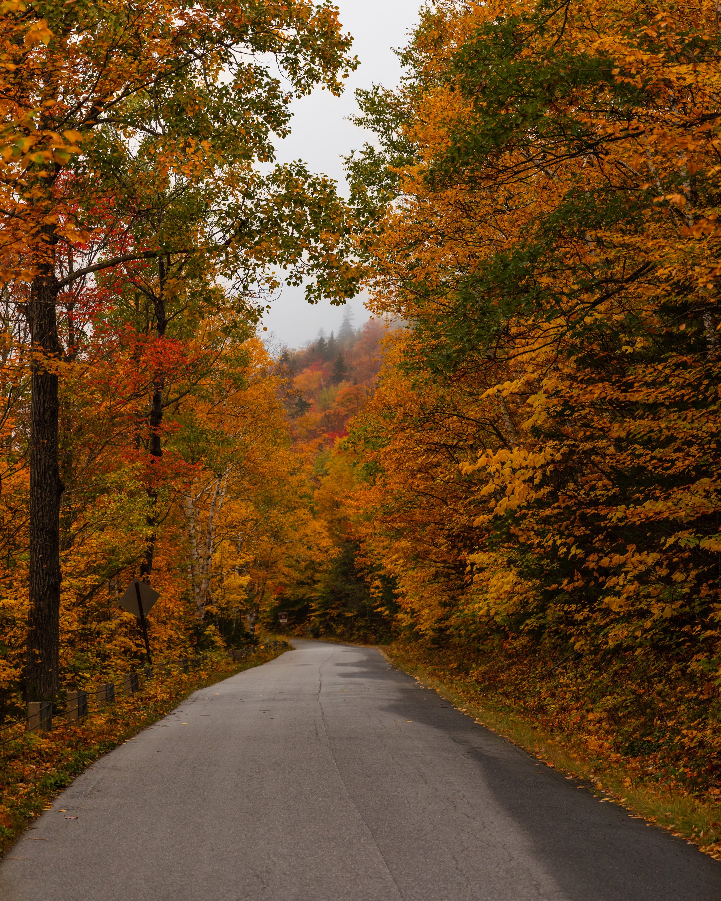 road with fall foliage