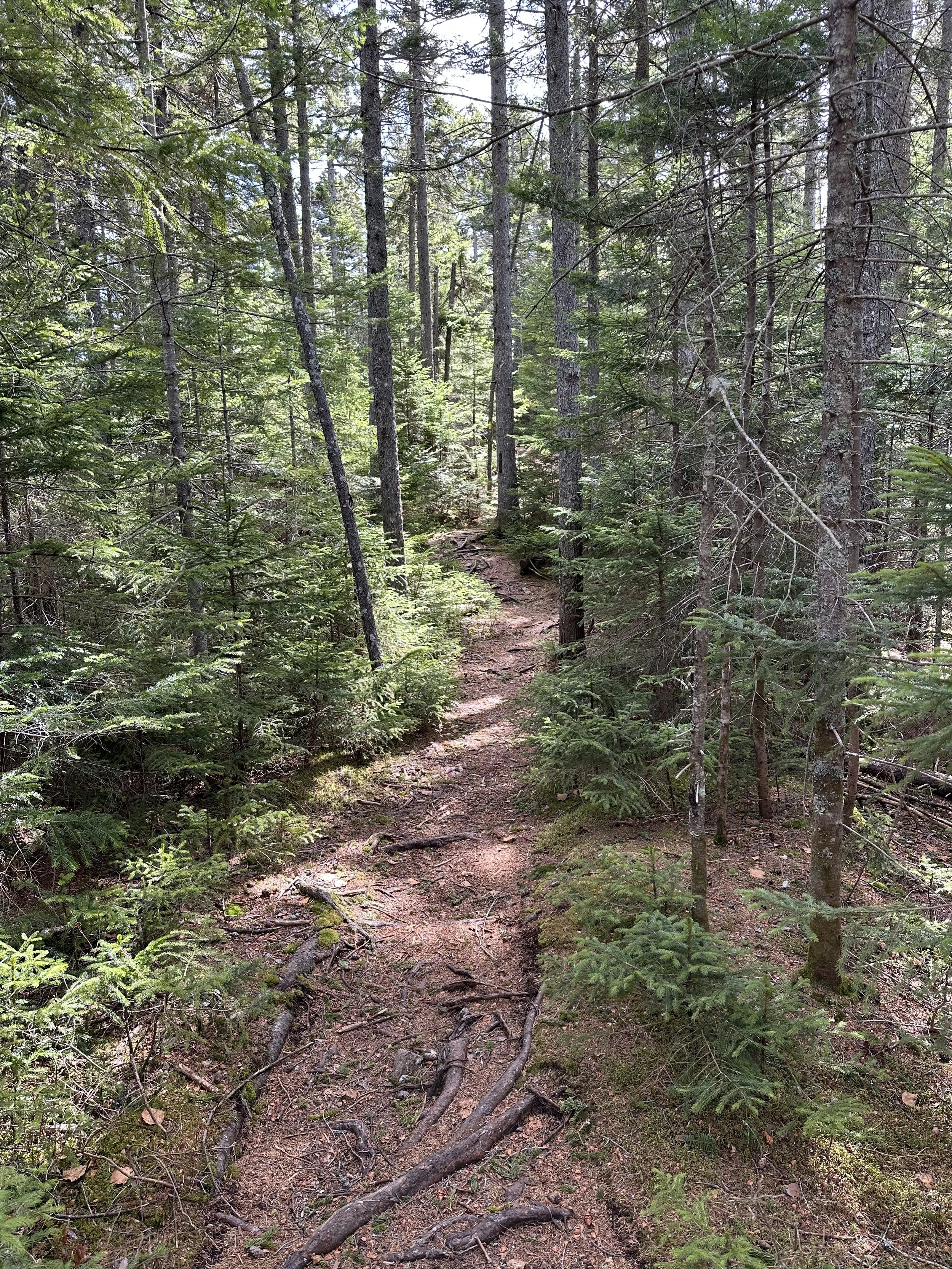 pine forest along iron mountain trail