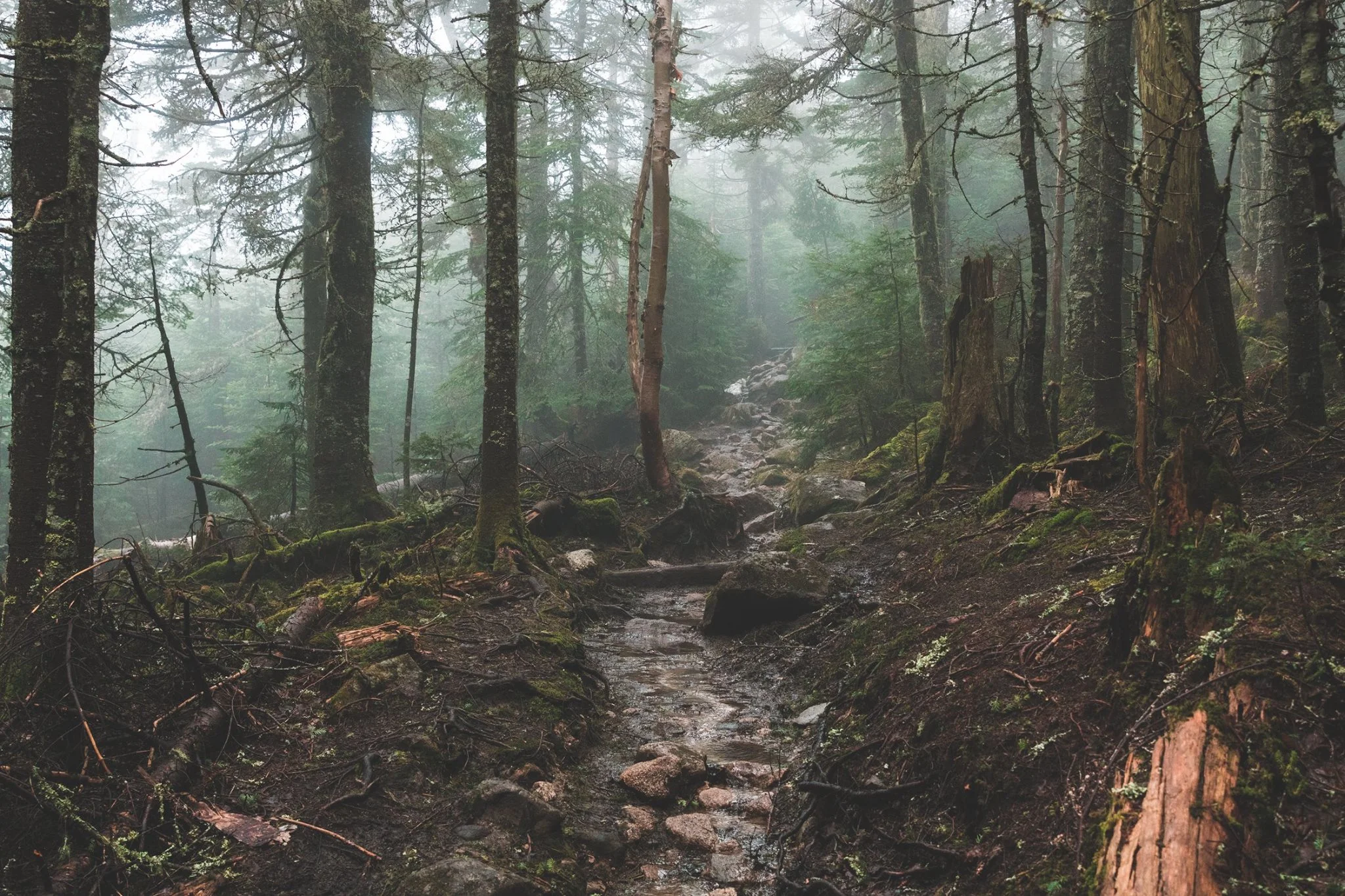 Foggy Trail to Mt. Pierce - Photo by alex iby