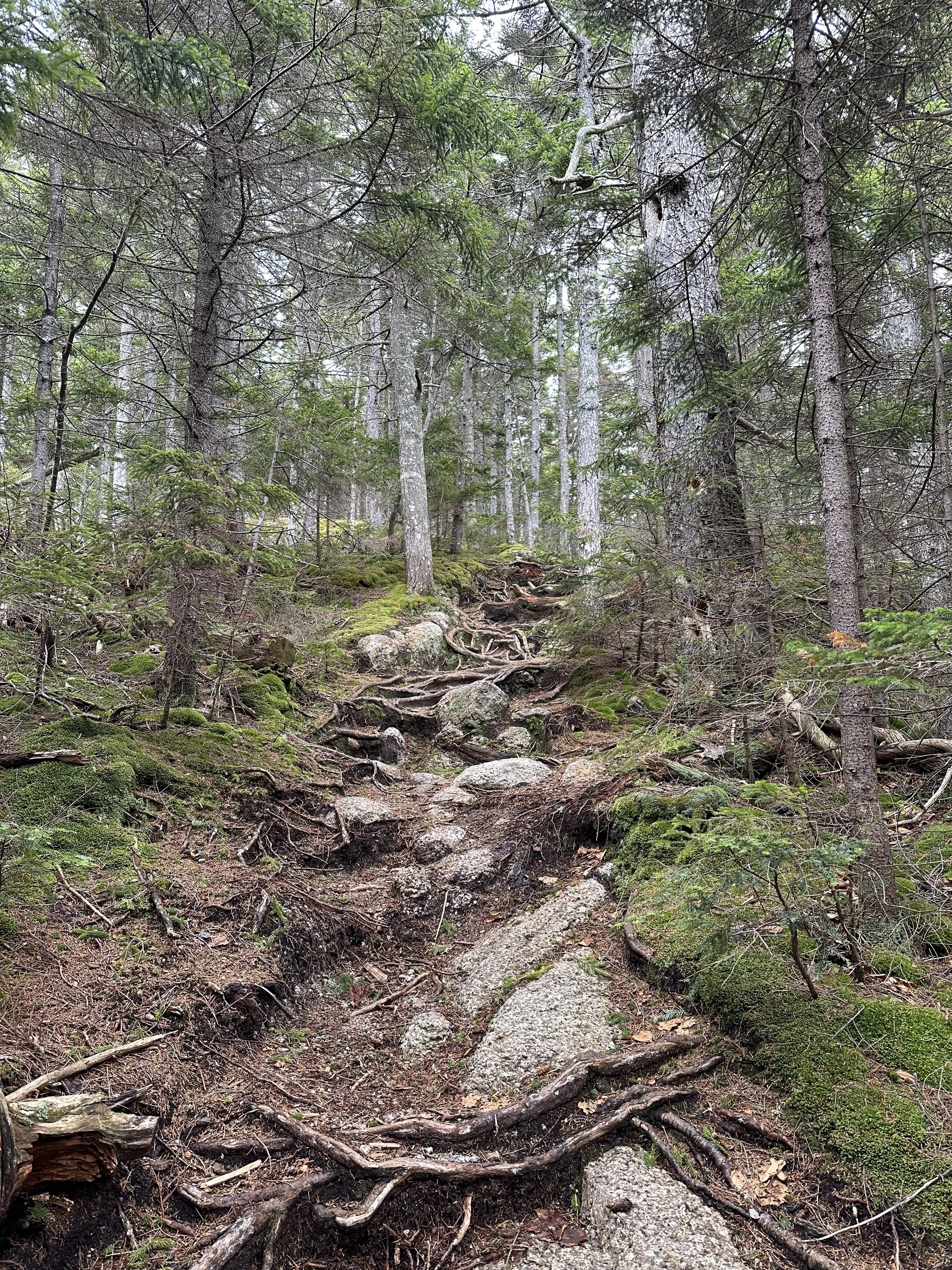 steep ascent near the summit of hedgehog mountain
