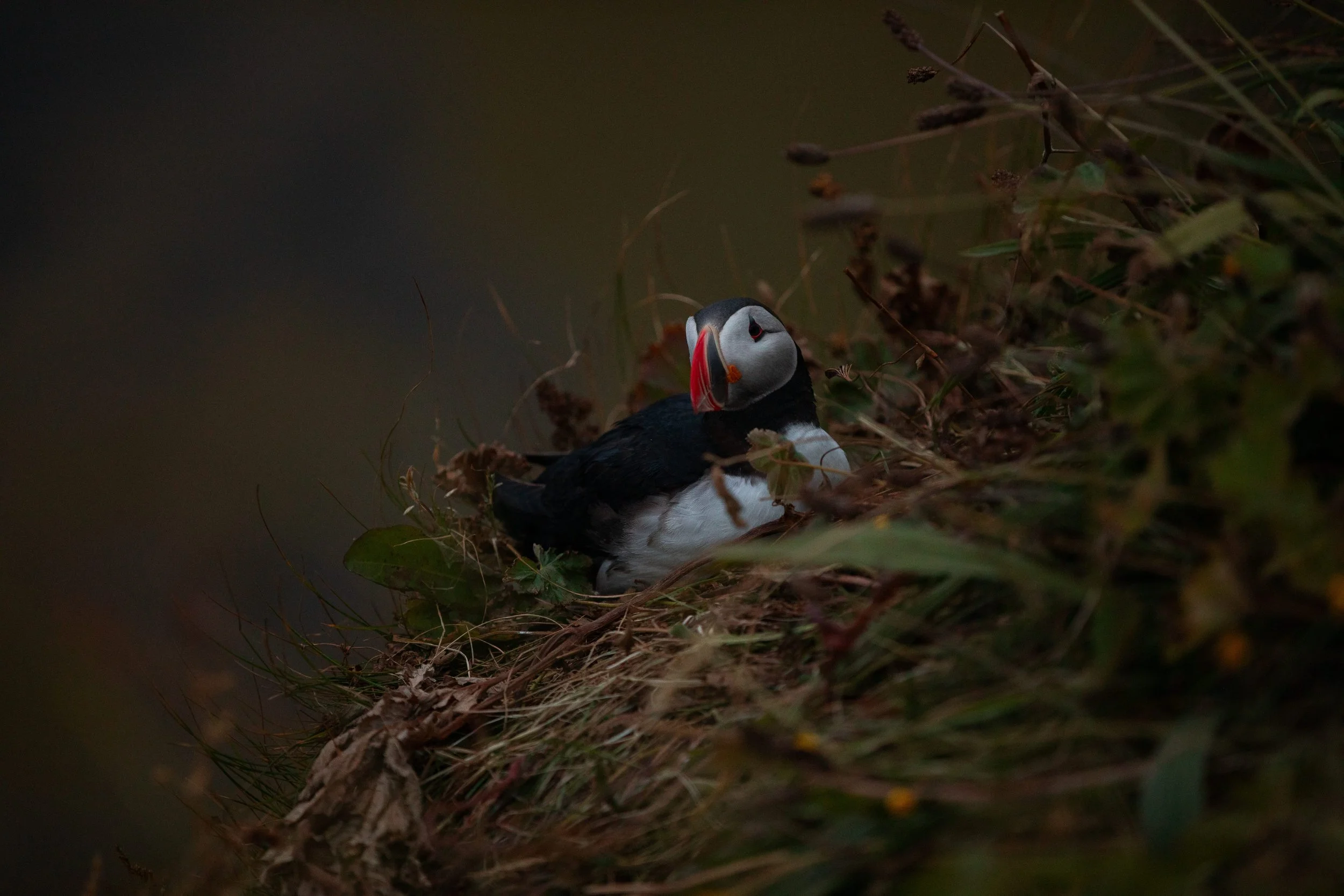 puffins in vik iceland
