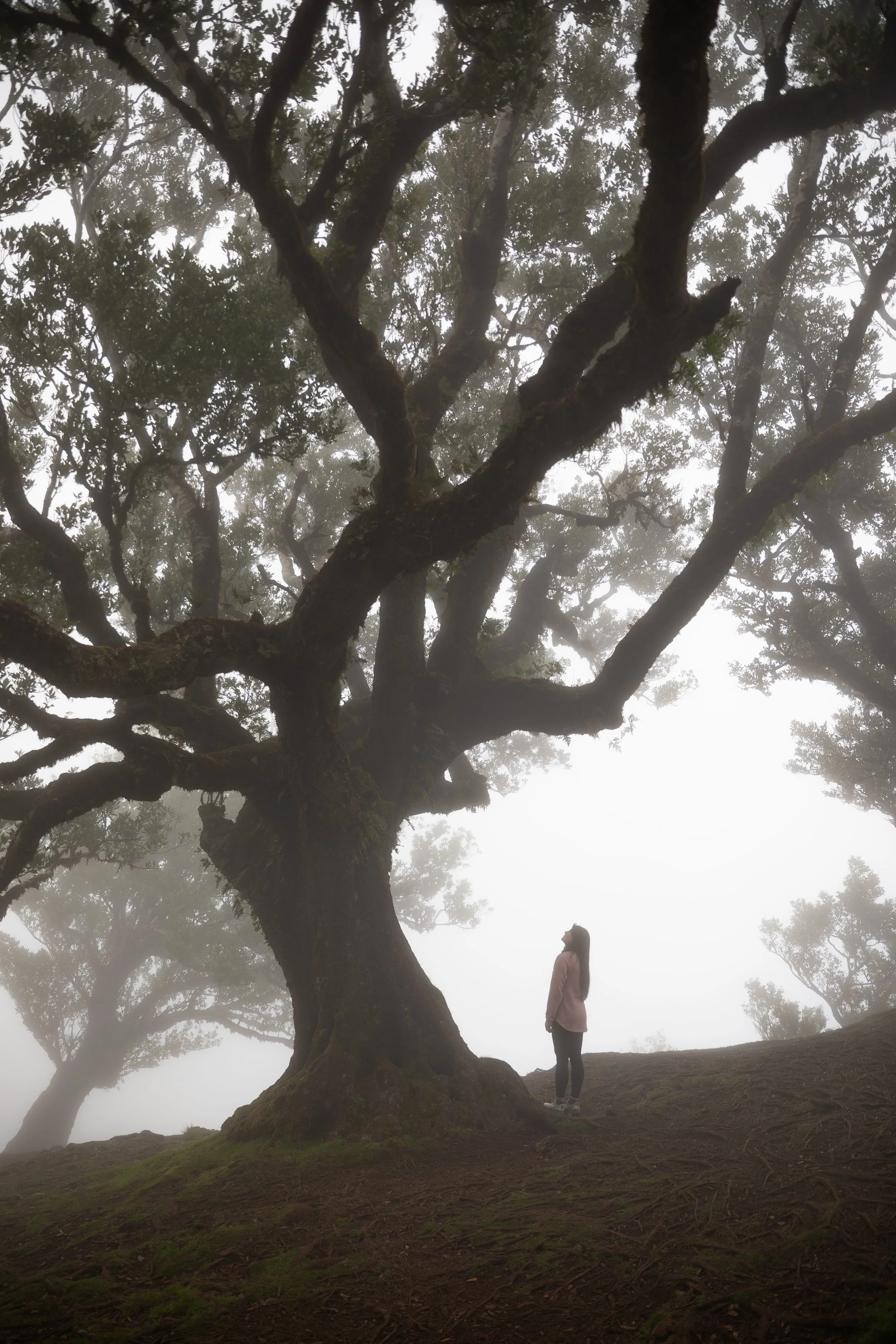 standing in the Fanal Forest