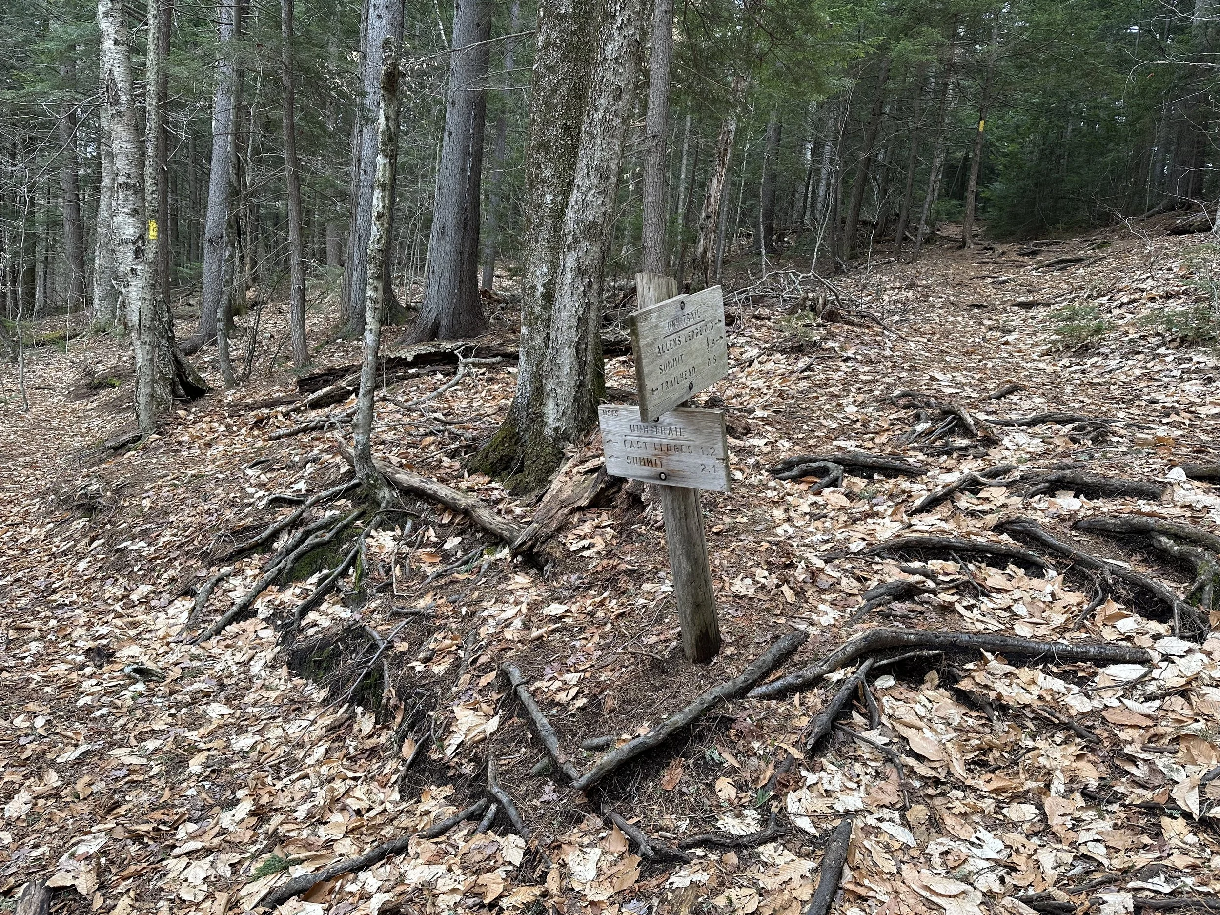Hedgehog Mountain Loop Trail Junction
